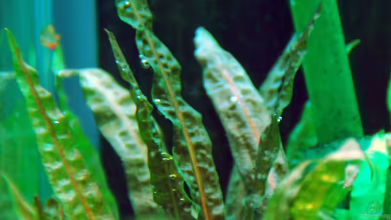 June 2013, Cryptocoryne balansae, right rear corner von lomarraco (15)