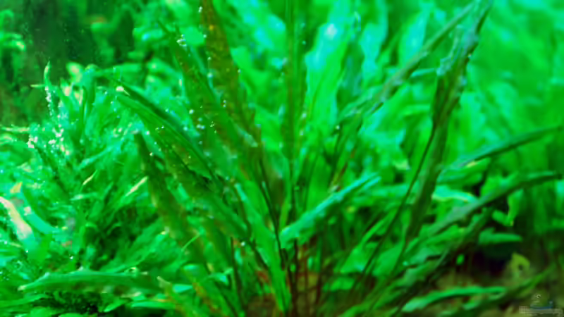 June 2013, Cryptocoryne willisii von lomarraco (17)
