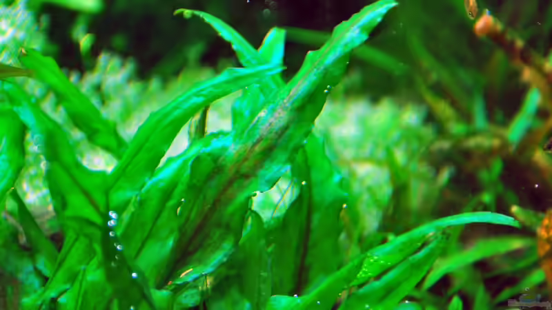 June 2013 cryptocorine wendtii green von lomarraco (23)