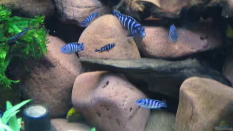 Junffische ohne Scheu von Hans Ehlers (14)