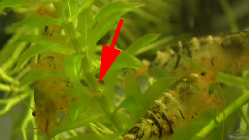 Jung & Alt von Der Analyst (21)