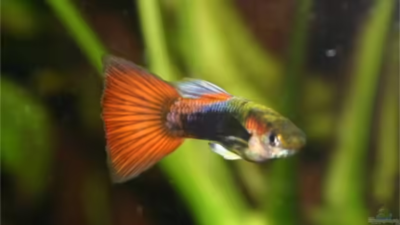 Jung-Guppy mit ca. 6 Wochen von Matthias Schmidt (10)