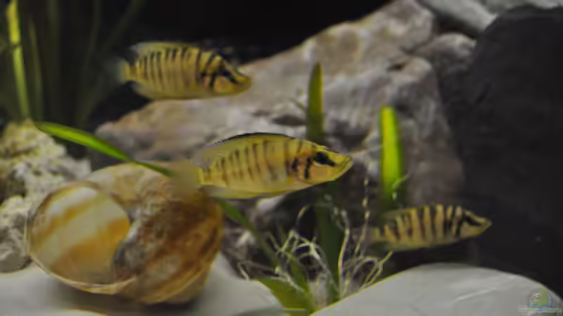 Junge Altolamprologus compressiceps ´Kigoma orange Fin´ von Patrick Scheffer (15)