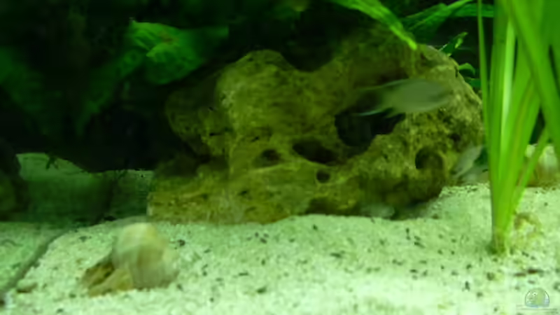 Junge Brichardis von djhitek (11)