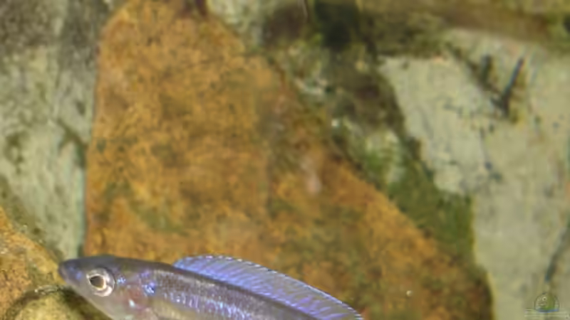 junge Cyps beim Ausfärben von Susanne Gillig (7)