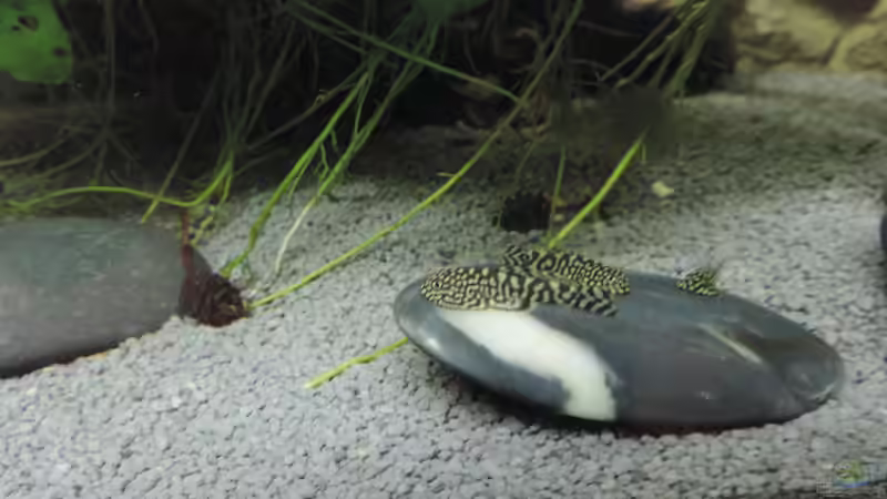 Junge Flossensauger von OreoEmmy (4)