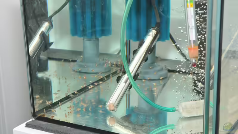 Junge Holotaenia 24.10.2010 von Crenii (49)