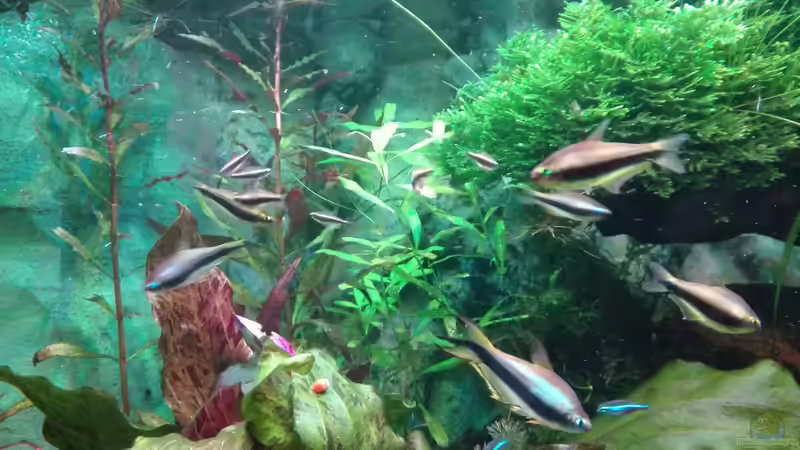 Junge Kaisersalmer von Lance Hardwood (62)