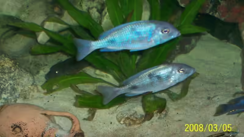 junge moorii von Stefan Buchwald (5)