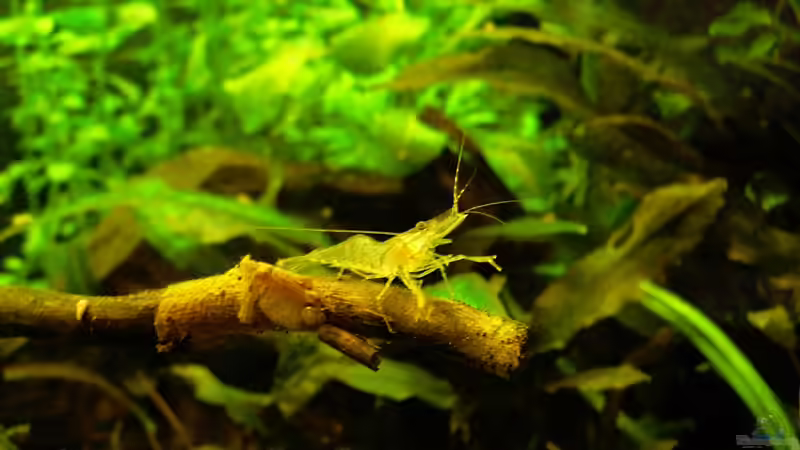 junge Ringelhandgarnele, 17-01-10 von Mario74 (32)