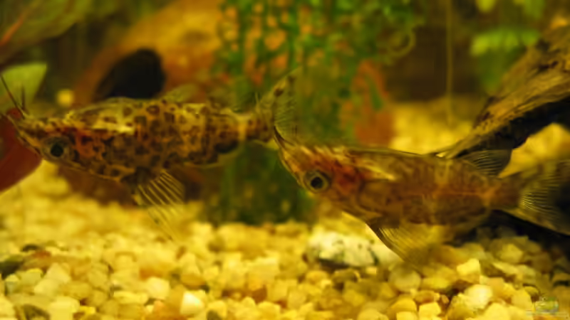 Junge Rückenschwimmende kongowelse sind sehr gesellig von Michael Kamrath (10)