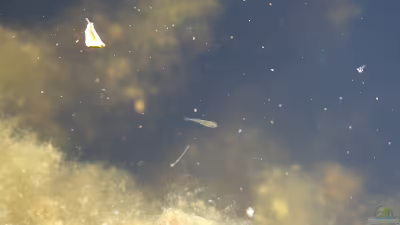 junge Scheibenbarsche (Enneacanthus chaetodon) im Gartenteich von Susanne Axt (24)