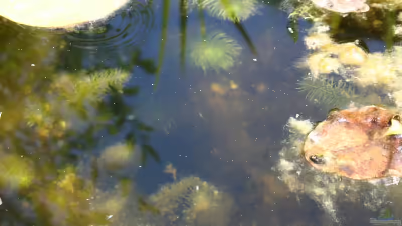 Aquarien mit Enneacanthus chaetodon (Scheiben-Barsch)