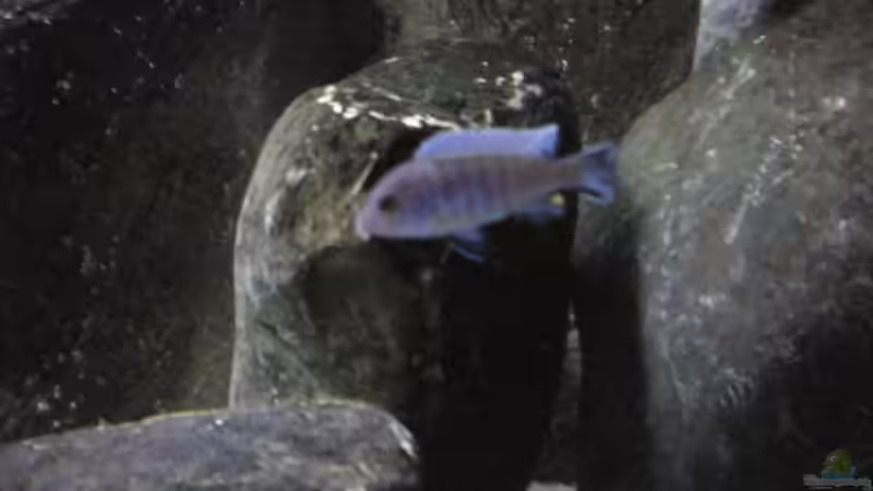 Junger Afra von Der Schwabe (16)