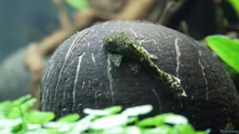 junger Anntennenwels von Stefanie Engelhardt (20)