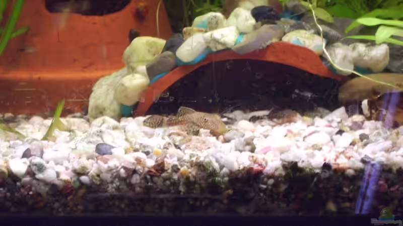 Junger Antenen Wels von Robin Braun (8)