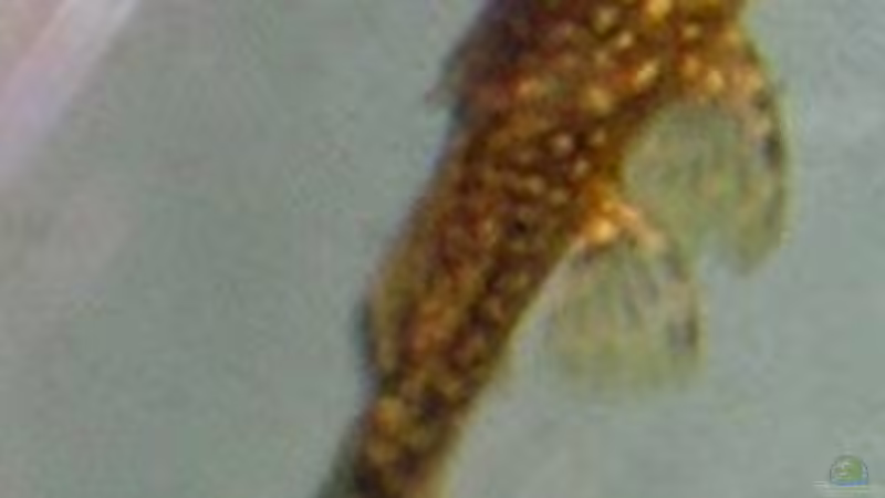 Junger Antennenwels von Adrian Dürst (7)