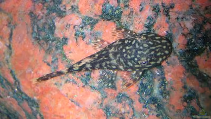 junger Antennenwels von Christina Geßner (3)