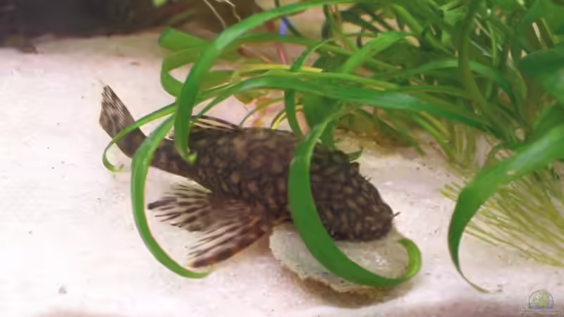 junger Antennenwels von Maria Dicke (24)