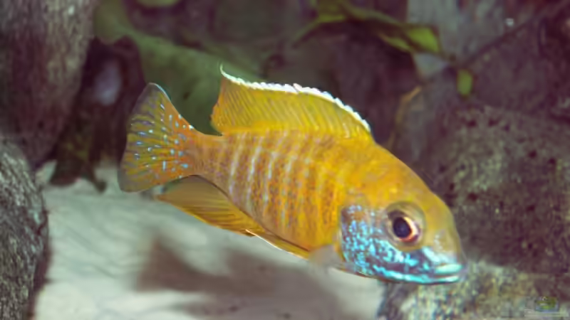 junger Baenschi Bock, ca. 10 cm, schon fast aufgefärbt von wede1980 (6)