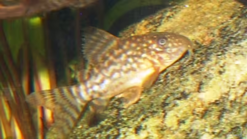 Junger Cory ( ca. 3cm) von Rudi (8)