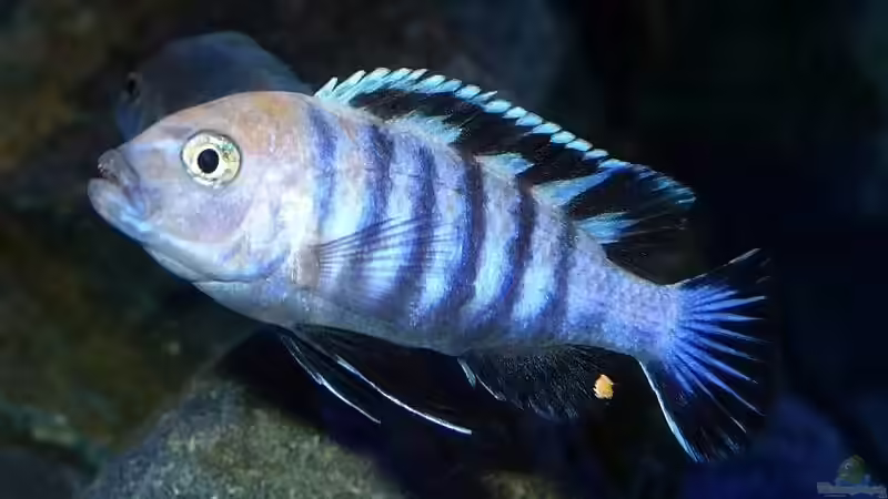 junger Cynotilapia Afra Cobue Bock von Malawi_Einsteiger (59)