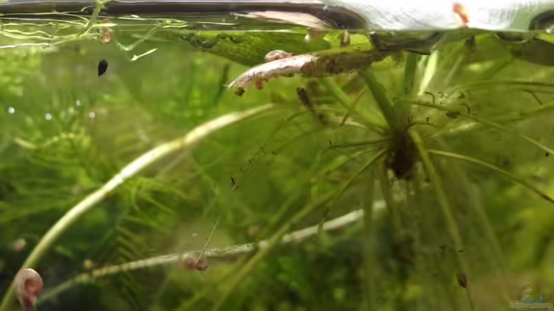 junger Elassoma von paris (46)