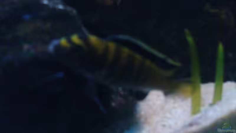 Junger Flavus-Bock,grade im umfärben von Alex1981 (16)