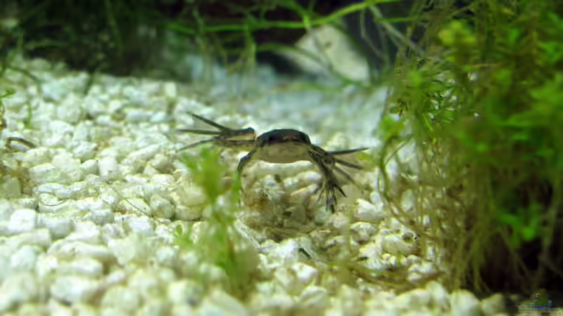 junger Frosch von Stefan Peter (34)