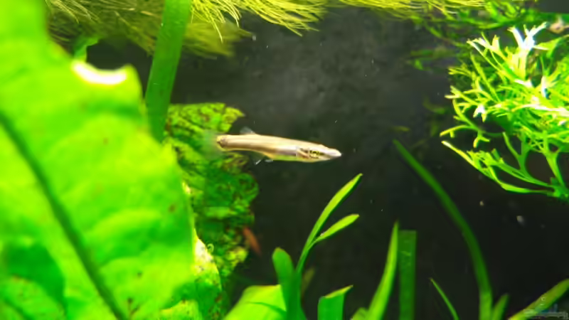 Aquarien mit Belonesox belizanus (Hechtkärpfling)