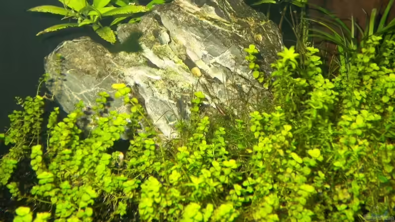 Junger Kaisertetra (mitte vom Bild) von J.Liebold (23)