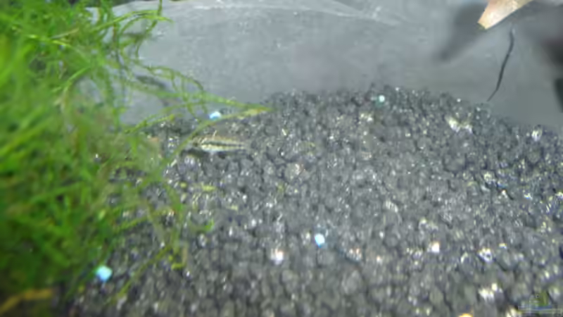 Junger Kakadubuntbarsch  von Peter S. (25)