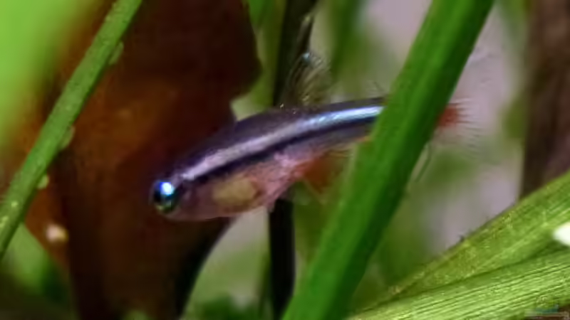 Junger Kardinalfisch, man kann schon den Streifen erkennen von Summse (53)