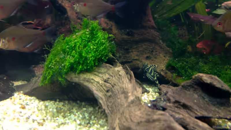 Junger L133  auf der bemoosten Wurzel von Michel (28)