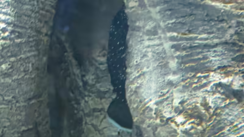 junger L181 von Jan S. (60)