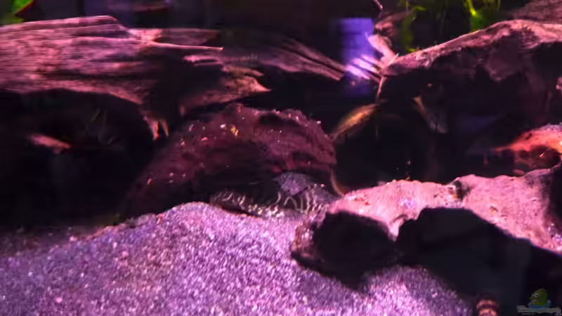 Junger L333 von Michel (58)