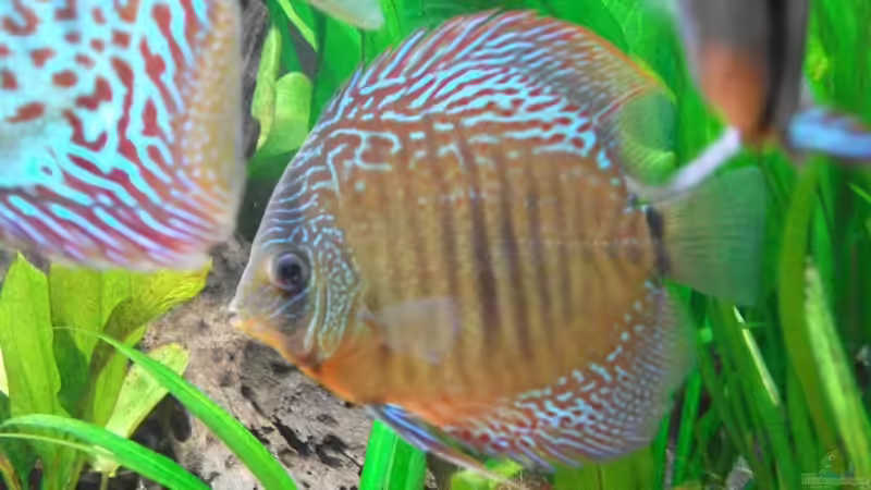 junger Leopard; die roten Punkte auf der Flanke werden immer mehr!;-) von Romer (15)