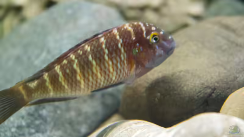 junger Lufubu von Markus Walter (29)