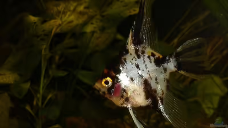 junger Marmorskalar von Susanne Gillig (2)