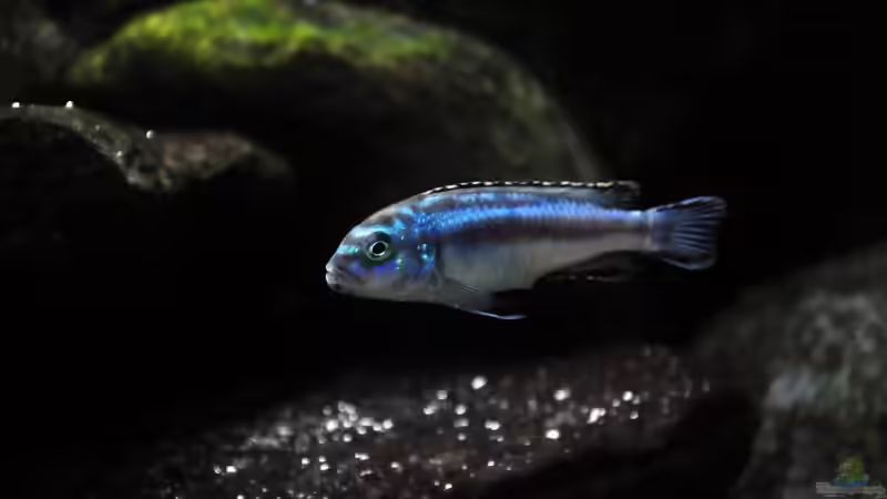 Junger Melanochromis cyaneorhabdos, noch nicht ganz ausgefärbt. von Pete (9)