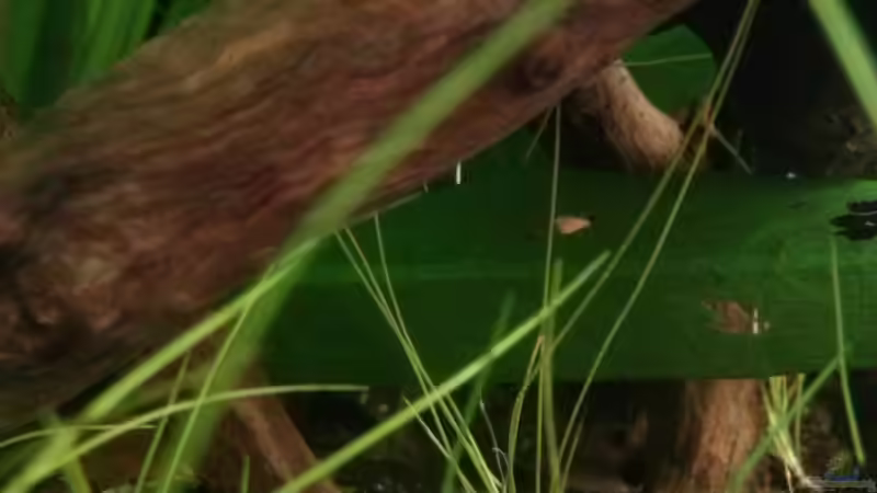 Junger Panda-Panzerwels von GuyIncognito (40)