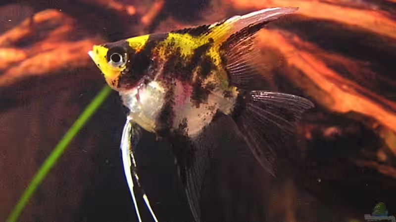 junger Skalar von froxxs (10)