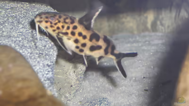 junger Synodontis multipunktatus WFNZ von Justus (17)