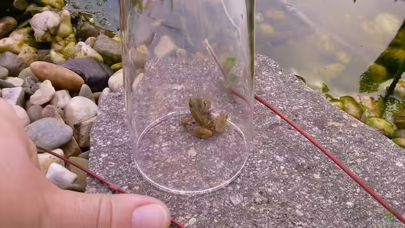 junger Teichfrosch (für das Foto kurz ´fixiert´) von Sambia (67)