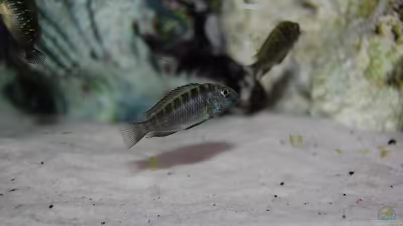 junger Tropheus Ikola von Hawksi (6)