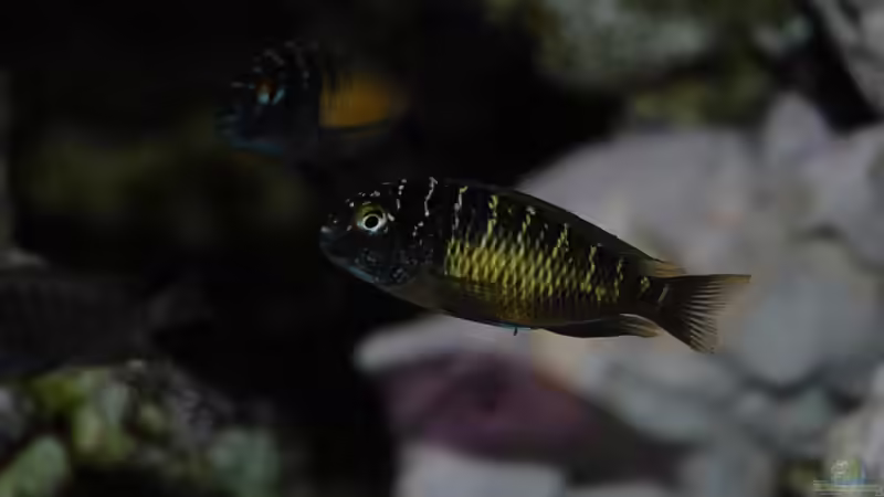 junger Tropheus Mupulungu von Hawksi (5)