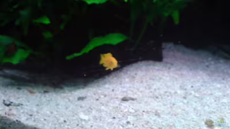 Junger überlebender M.Chizumlu Johanni wer Bedarf hat bitte melden von Dennis Feldhaus (16)