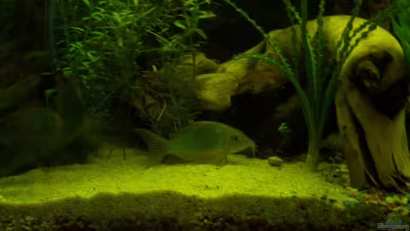 junger und alter Smaragdi von Slap-Fighter-FCN (11)