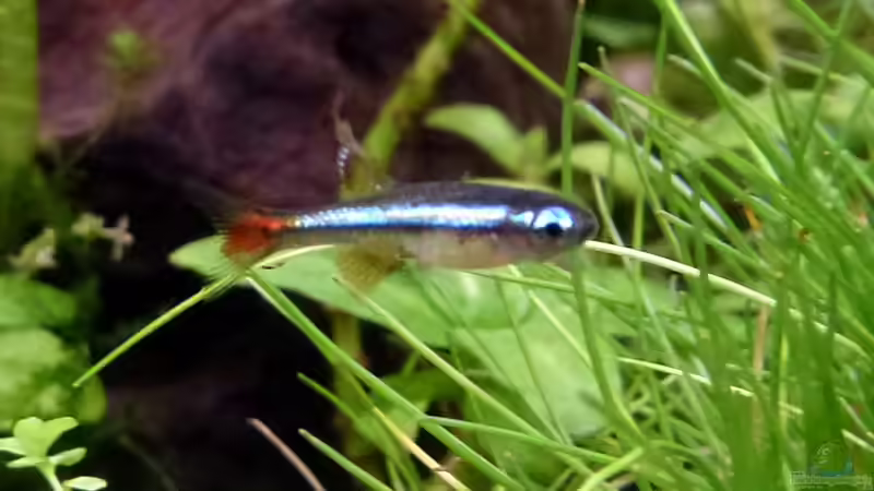 junger Vietnamesischer Kardinalfisch von Summse (52)