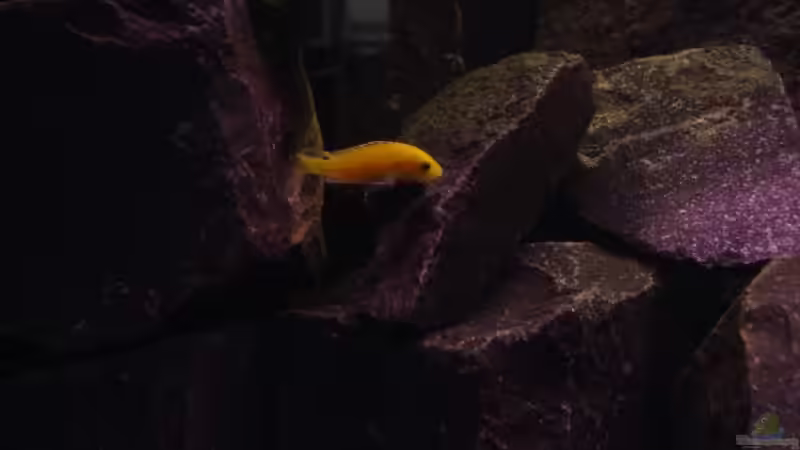 junger Yellow von Daniel Kronmüller (20)